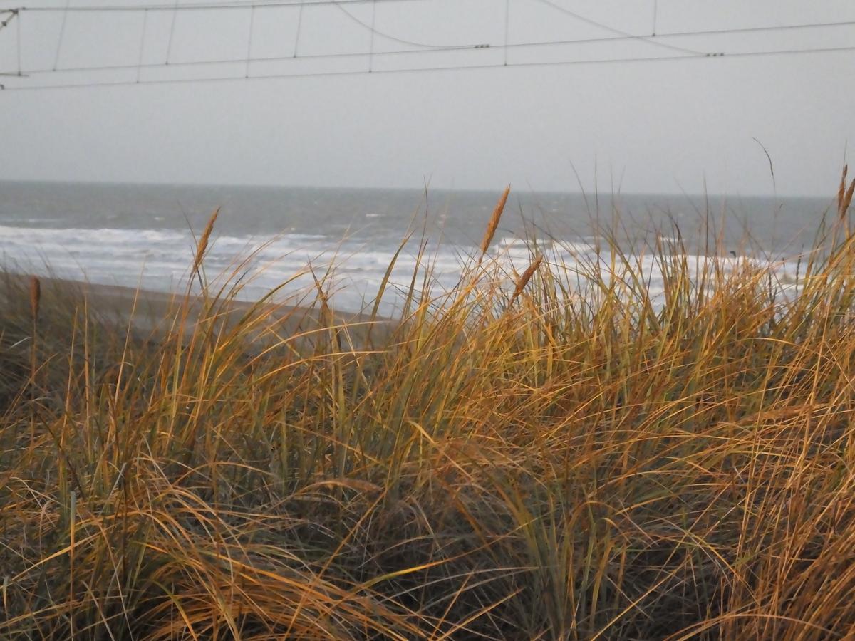 Sable D'O -Vlak Aan De Zee- Bed and Breakfast Mariakerke  Eksteriør billede